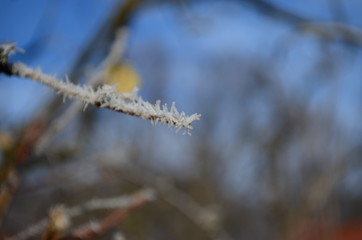 Branch covered in ice cold white frost in the winter. first frosts, cold weather, frozen water, frost