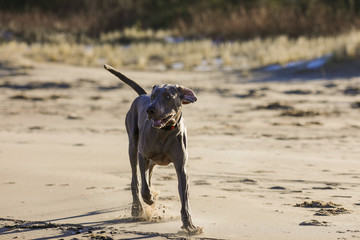 weimaraner breed dog on the beach 