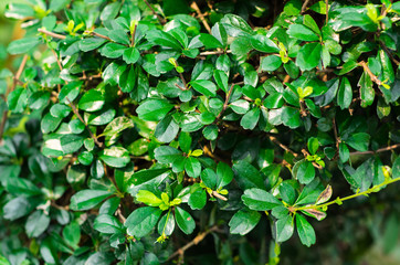 Fototapeta na wymiar Fresh green leaves of Fukien tea or Philippine tea (Carmona Retusa (Vahl) Masam) in the tropical garden