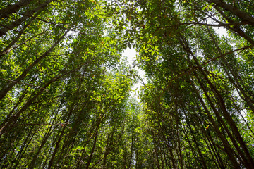 Fototapeta premium Many trees in the forest.
