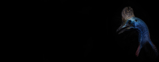 Cassowary bird head on black horizontal banner with large left space. Blue tropical exotic bird