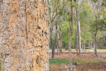 tree in the forest with blurred background