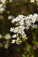 예쁜꽃 클로즈업