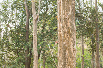 Teak tree in the forest	