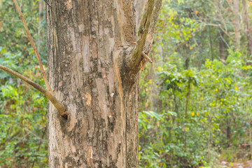 Obraz premium Teak tree in the forest 