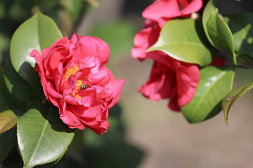 the Camellia Debutante japonica, a double bloom