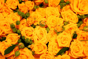 Beautiful yellow roses as background. Floral decor