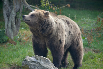 Naklejka na ściany i meble European brown bear, Ursus arctos arctos