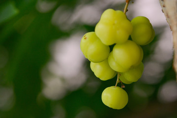 Star gooseberry fruit(Phyllanthus acidus Skeels), with vitamins and sour taste.Green background