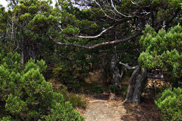 Path in the old juniper forest