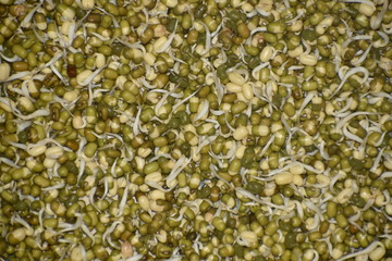 Sprouted green gram poured in the plate. green soybean sprouts