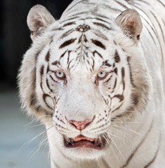 Fototapeta na wymiar Close up Head of White Bengal Tiger Isolated on Background