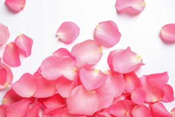 Fresh pink rose petals on white background, top view