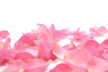 Fresh pink rose petals on white background
