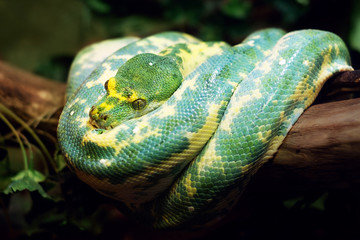 Green Tree Python