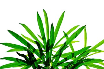 Bright green leaves of Shrubby isolate on white background.