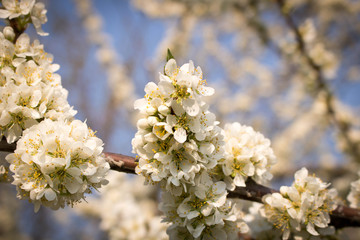 Plum blossom. The concept of spring. Blossoming garden. Selective focus.