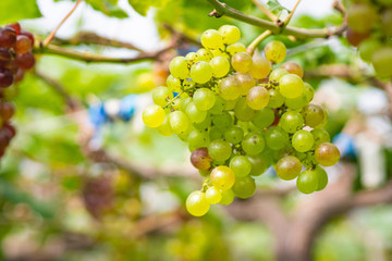 Bunches of green grapes hang from a vine. Beautiful vineyards. Space for text. Health fruit concept