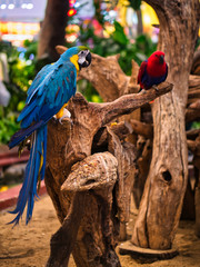 Take photos of the colorful macaw parrots with the bird care staff at the mall.