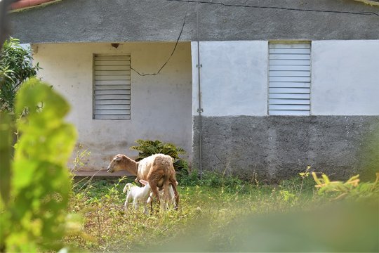 Corderos con su madre en el campo