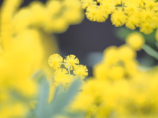 美しいミモザ
