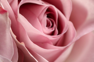 Fototapeta na wymiar Closeup view of beautiful blooming rose as background. Floral decor