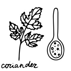 Hand drawn isolated indian food icon. Black outline illustration of indian spice and herb. Coriander icon