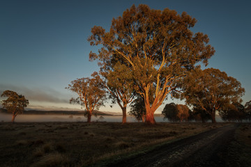 Tree bathed in sunlight - Tasmania - Wilkography