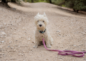 Portrait of a west highland white terrier in the park
