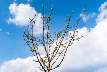 Apple tree branches in blossom in front of a cloudy blue sky