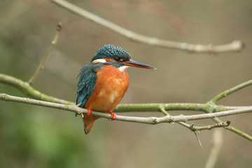 A stunning hunting Kingfisher, Alcedo atthis, perching on a twig that is growing over a river. It is diving into the water catching fish to eat.