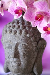 Buddha head statue in pink orchid .Religion concept.Statue and flowers in cool pink and gray colors.