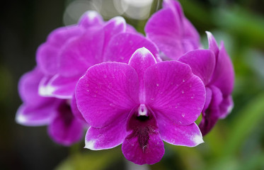 Purple orchids raise fresh air. Helps to relax in the morning Refreshing atmosphere