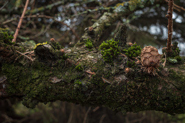 Larch branch with moss, remnants of needles and last year's cone