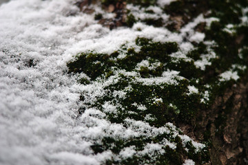 snow and moss on the tree trunk