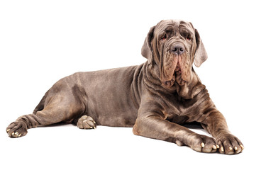 Cane Corso - Great Italian Mastiff. Dog on the white background