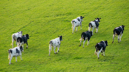 Fototapeta premium Young Holstein Friesian cattle running up hill