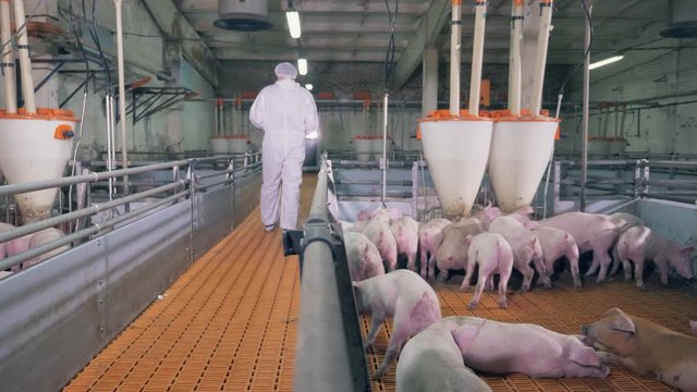 Veterinarian doctor on a pig farm. Farm worker is walking away from the pig yard