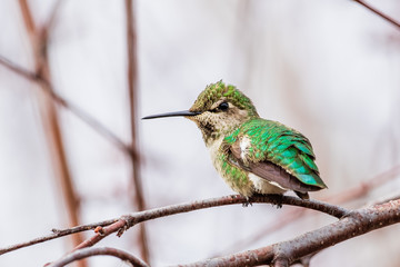 Anna's Hummingbird perched on a branch; blurred background, San Francisco bay area, California