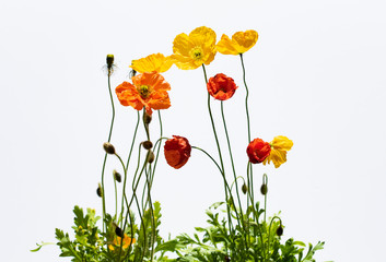 Fototapeta premium Poppy flowers isolated on white