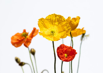 Obraz premium Poppy flowers isolated on white