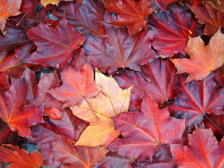 autumn background forest with maple trees and sunny beams