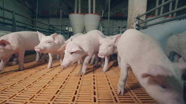 Wandering piglets in the farm yard