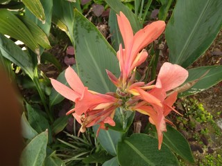 red flower in the garden