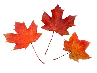 maple leave isolated on white background