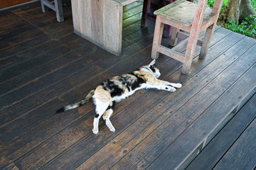 Calico (Tri colored cat) laying on wooden panels floor