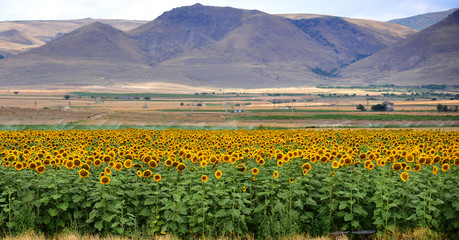 Panoramic view of blooming sunflowers field&nbsp;near Kayseri. Turkey