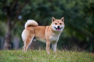 Shiba Inu playing in the park grass