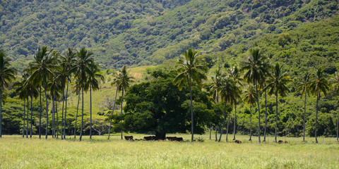 &eacute;levage de vaches Nouvelle Cal&eacute;donie