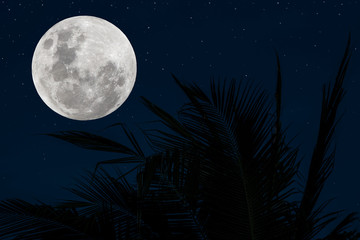 Fototapeta premium Silhouette tree and full moon on blue sky at night.